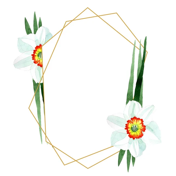 White narcissus floral botanical flower. Watercolor background illustration set. Frame border ornament square. — Stock Photo, Image