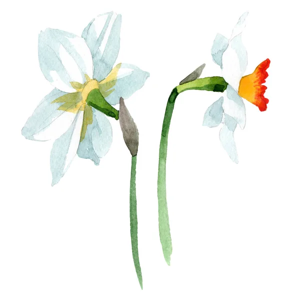 Flor botânica floral narciso branco. Conjunto de fundo aquarela. Isolado elemento ilustração narciso . — Fotografia de Stock