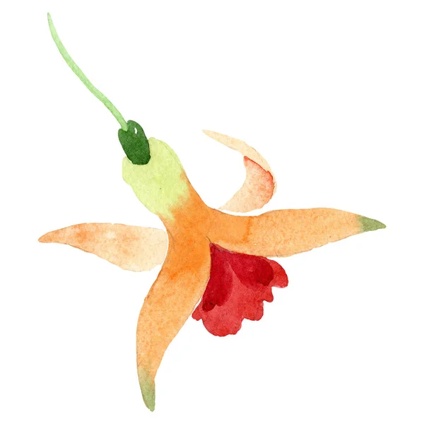Orange fuchsia blommig botaniska blomma. Akvarell bakgrund illustration set. Isolerade fuchsia illustration element. — Stockfoto
