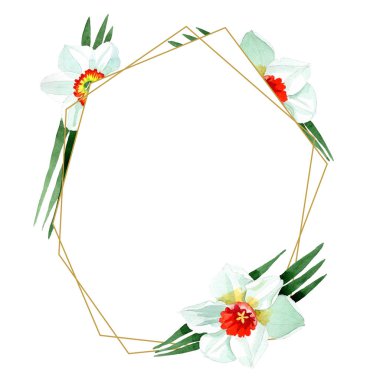 Beyaz nergis botanik çiçek. Suluboya arka plan illüstrasyon küme. Çerçeve kenarlığı süsleme Meydanı.