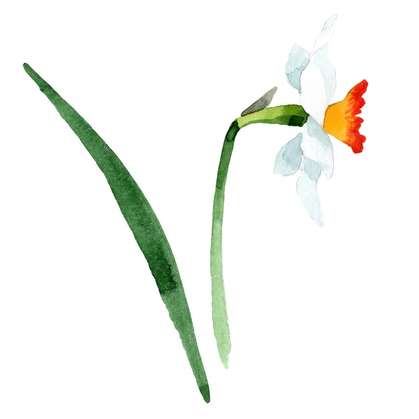 Белый нарцисс цветочный ботанический цветок. Акварельный набор фона. Изолированный элемент иллюстрации нарцисса . — стоковое фото