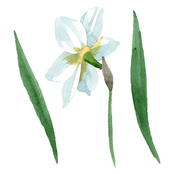 Weiße Narzisse, botanische Blüte. Aquarell Hintergrund Set vorhanden. Einzelnes Narziss-Illustrationselement. — Stockfoto