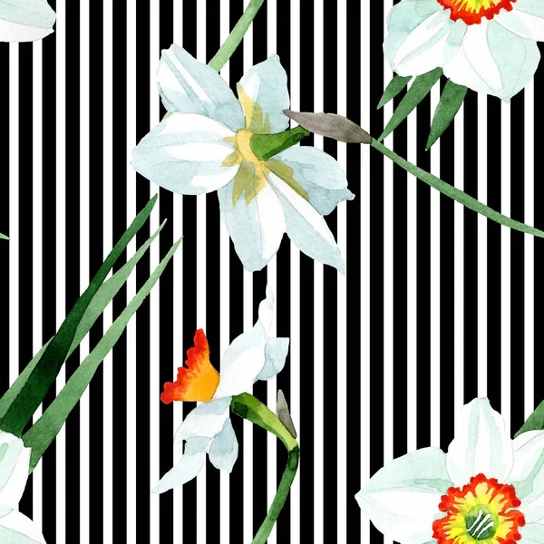 Narciso blanco flor botánica floral. Conjunto de ilustración de fondo acuarela. Patrón de fondo sin costuras . —  Fotos de Stock