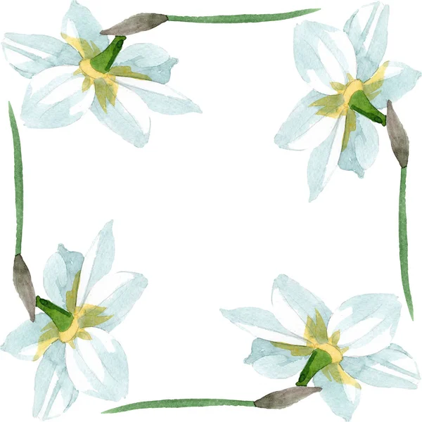 Weiße Narzisse, botanische Blüte. Aquarell Hintergrundillustration Set. Rahmen Rand Ornament Quadrat. — Stockfoto