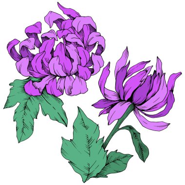 Vektör mor papatya çiçek botanik çiçekler. Oyulmuş mürekkep sanat. İzole çiçek Çizim öğesi.