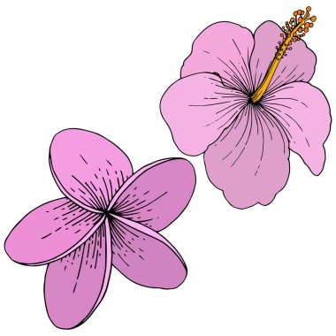 Vektör Hibiscus çiçek tropik çiçekler. Oyulmuş mürekkep sanat. İzole hibiscus illüstrasyon öğe beyaz arka plan üzerinde.