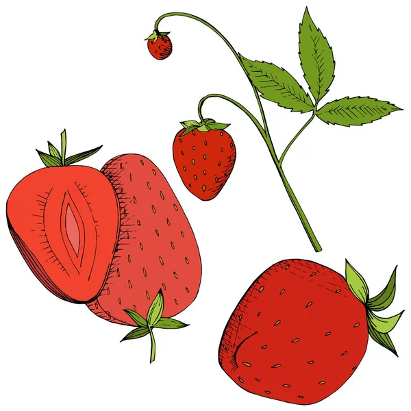 벡터 딸기 건강 식품. 빨간색과 녹색 잉크 아트를 새겨져 있다. 흰색 배경에 고립 된 베리 그림 요소. — 스톡 벡터