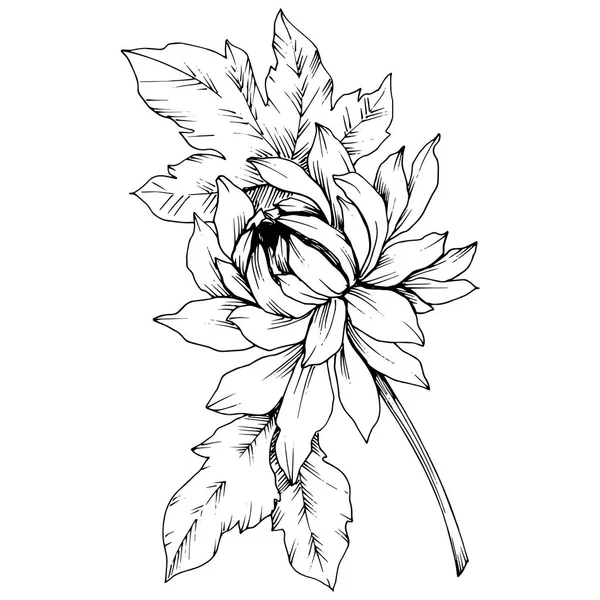Вектор Хризантема цветочные ботанические цветы. Черно-белый рисунок чернил. Изолированный цветочный иллюстрационный элемент . — стоковый вектор