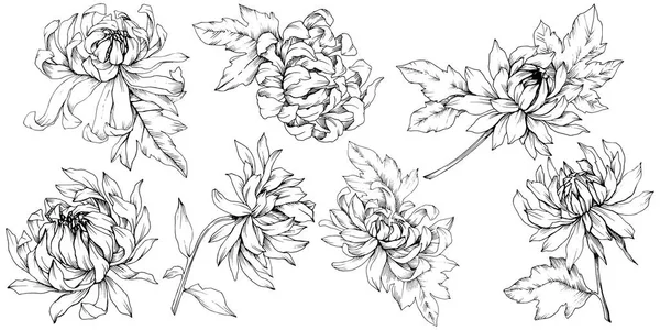 Vector Chrysanthemum flores botánicas florales. Tinta grabada en blanco y negro. Elemento de ilustración de flores aisladas . — Vector de stock