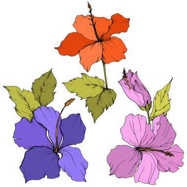 Vektör Hibiscus çiçek botanik çiçek. Oyulmuş mürekkep sanat. İzole hibiscus illüstrasyon öğe beyaz arka plan üzerinde.
