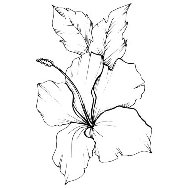 Vektör Hibiscus çiçek botanik çiçek. Siyah ve beyaz mürekkep sanat kazınmış. İzole hibiscus illüstrasyon öğesi.