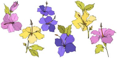 Vektör Hibiscus çiçek botanik çiçek. Oyulmuş mürekkep sanat. İzole hibiscus illüstrasyon öğe beyaz arka plan üzerinde.