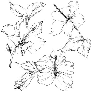 Vektör Hibiscus çiçek botanik çiçek. Siyah ve beyaz mürekkep sanat kazınmış. İzole hibiscus illüstrasyon öğesi.