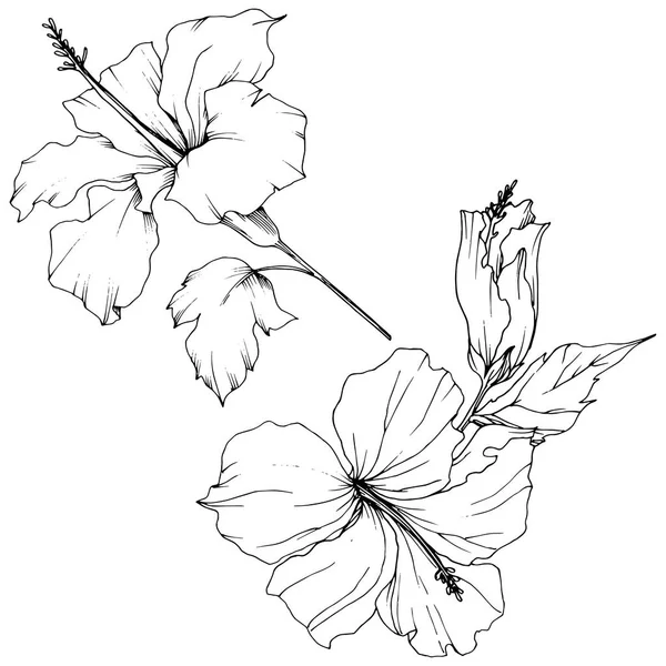 Vecteur Hibiscus fleur botanique florale. Encre gravée en noir et blanc. Élément d'illustration d'hibiscus isolé . — Image vectorielle