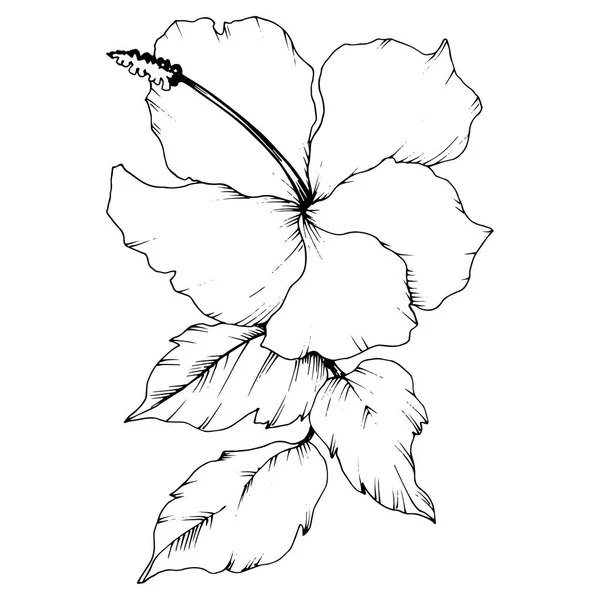 Vecteur Hibiscus fleur botanique florale. Encre gravée en noir et blanc. Élément d'illustration d'hibiscus isolé . — Image vectorielle