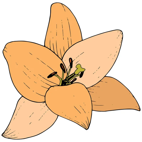 Vektor Orange Lilja blommig botaniska blomma. Graverade bläck konst. Isolerade liljor illustration element på vit bakgrund. — Stock vektor