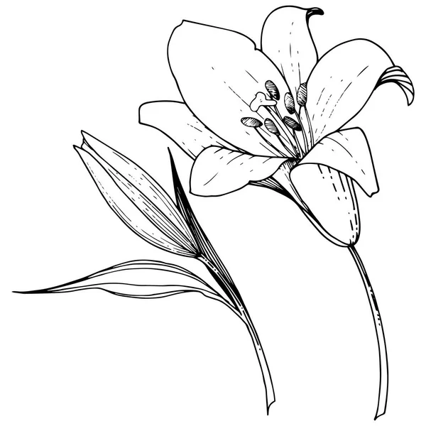 Διάνυσμα floral βοτανικό λουλούδι κρίνων. Μαύρο και άσπρο χαραγμένο μελάνι τέχνης. Απομονωμένη κρίνοι εικονογράφηση στοιχείο. — Διανυσματικό Αρχείο