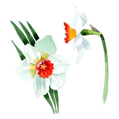 Beyaz nergis botanik çiçek. Suluboya arka plan ayarlamak. İzole nergis illüstrasyon öğesi.