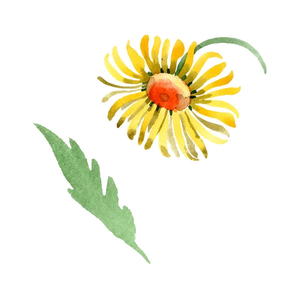 黄色雏菊花植物学花。水彩背景插图集。被隔绝的雏菊灌木例证元素. — 图库照片