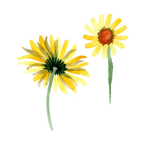 Gelbes Gänseblümchen blühende botanische Blume. Aquarell Hintergrundillustration Set. isolierte Gänseblümchen Illustrationselement. — Stockfoto
