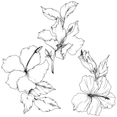 Vektör Hibiscus çiçek botanik çiçek. Siyah ve beyaz mürekkep sanat kazınmış. İzole hibiscus illüstrasyon öğesi.