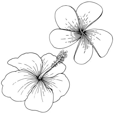 Vektör Hibiscus çiçek tropik çiçekler. Siyah ve beyaz mürekkep sanat kazınmış. İzole hibiscus illüstrasyon öğesi.