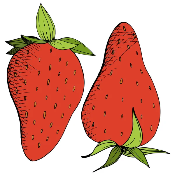 向量草莓健康食品。红色和绿色雕刻水墨艺术。被隔绝的浆果例证元素在白色背景. — 图库矢量图片
