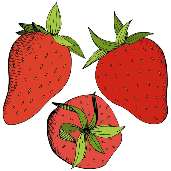 向量草莓健康食品。红色和绿色雕刻水墨艺术。被隔绝的浆果例证元素在白色背景. — 图库矢量图片