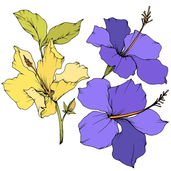 Vektör Hibiscus çiçek botanik çiçek. Oyulmuş mürekkep sanat. İzole hibiscus illüstrasyon öğe beyaz arka plan üzerinde.