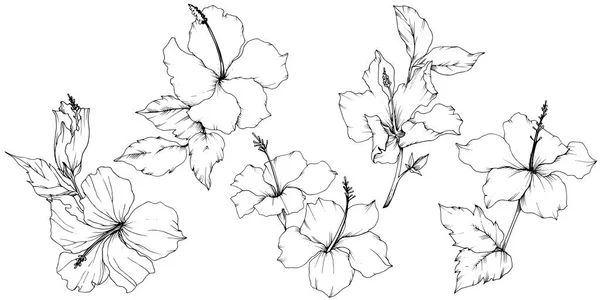 Vector Hibiscus flor botánica floral. Tinta grabada en blanco y negro. Elemento de ilustración de hibisco aislado . — Archivo Imágenes Vectoriales