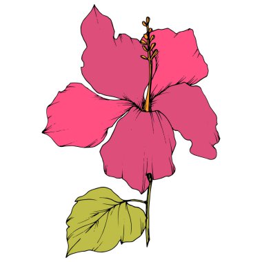 Vektör Hibiscus çiçek botanik çiçek. Oyulmuş mürekkep sanat. İzole hibiscus illüstrasyon öğe beyaz arka plan üzerinde.