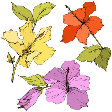 Vektör Hibiscus çiçek botanik çiçek. Oyulmuş mürekkep sanat. İzole hibiscus illüstrasyon öğe beyaz arka plan üzerinde.