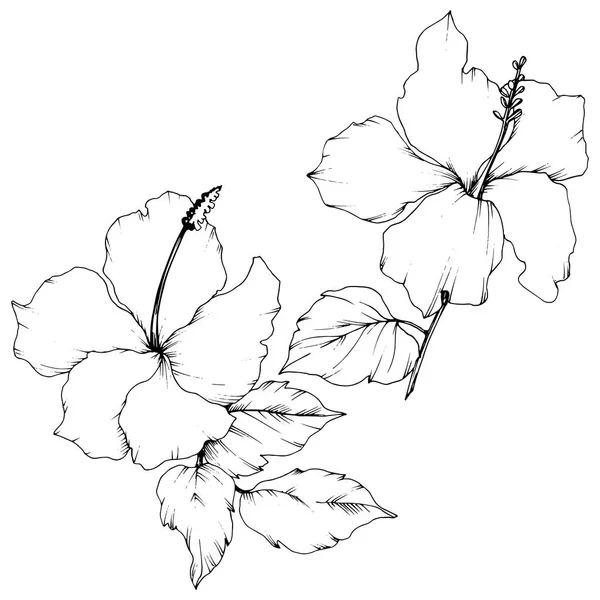 Vektorhibiskus blühende botanische Blume. Schwarz-weiß gestochene Tuschekunst. Isoliertes Hibiskus-Illustrationselement. — Stockvektor