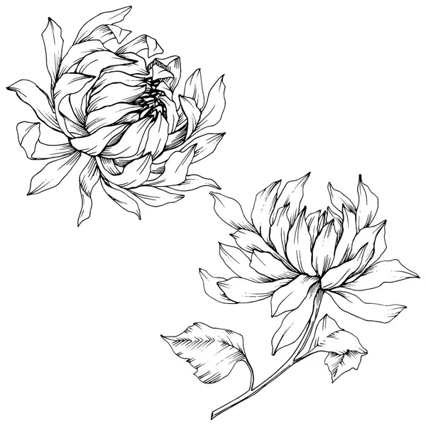 Vecteur Fleurs botaniques florales de Chrysanthème. Encre gravée en noir et blanc. Elément d'illustration de fleurs isolées . — Image vectorielle