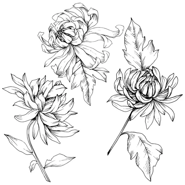 Vektor chryzantéma květinové botanické květin. Černá a bílá vyryto inkoust umění. Prvek ilustrace izolované květina. — Stockový vektor