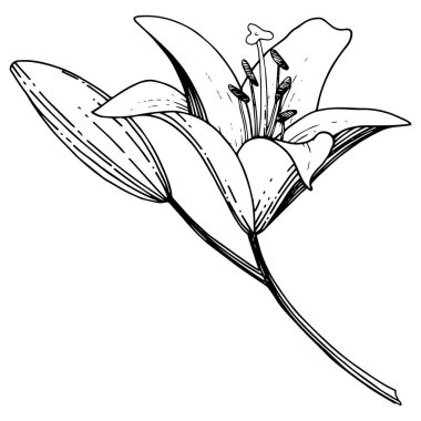 Vektör Lily botanik çiçek. Siyah ve beyaz mürekkep sanat kazınmış. İzole zambak resim öğesi.