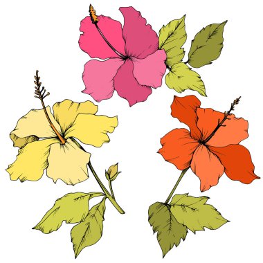 Vektör Hibiscus çiçek botanik çiçek. Oyulmuş mürekkep sanat. İzole hibiscus illüstrasyon öğe beyaz arka plan üzerinde.