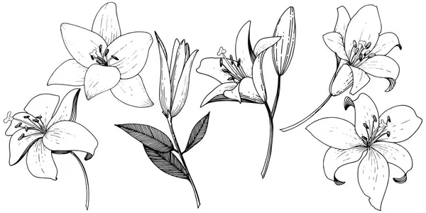 Vettore Giglio fiore botanico floreale. Inchiostro inciso in bianco e nero art. Elemento di illustrazione gigli isolati . — Vettoriale Stock