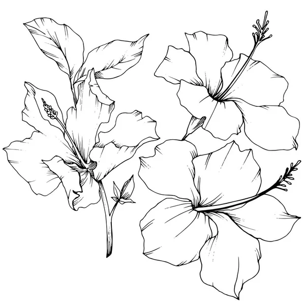 Vektor Hibiscus blommor botaniska blomma. Svart och vit graverade bläck konst. Isolerade hibiscus illustration element. — Stock vektor