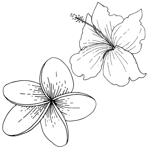Vector Hibiscus blommor tropiska blommor. Svart och vit graverade bläck konst. Isolerade hibiscus illustration element. — Stock vektor