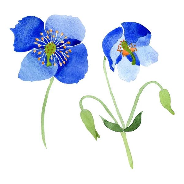 Fiori botanici floreali di papavero blu. Acquerello sfondo illustrazione set. Elemento di illustrazione papaveri isolati . — Foto Stock