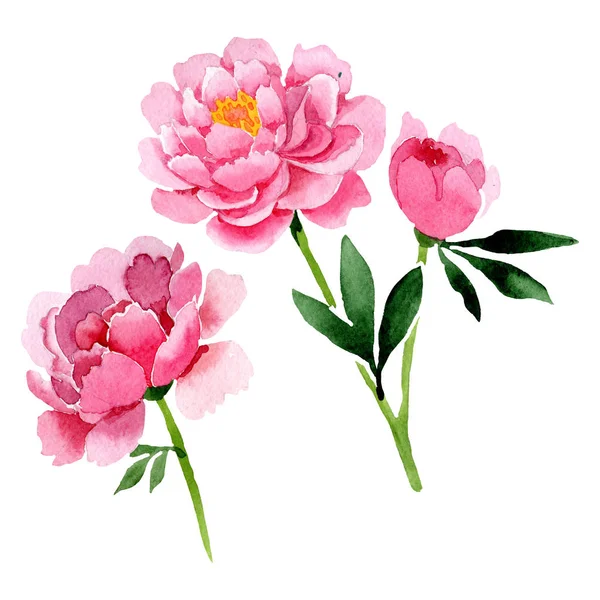 Pivoine rose fleurs botaniques florales. Ensemble d'illustration de fond aquarelle. Élément d'illustration pivoines isolées . — Photo