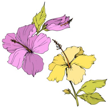 Vektör Hibiscus çiçek botanik çiçek. Oyulmuş mürekkep sanat. İzole hibiscus illüstrasyon öğe beyaz arka plan üzerinde.