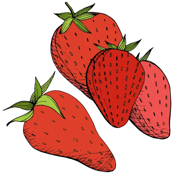 Vector Strawberry alimente sănătoase. Artă de cerneală gravată roșie și verde. Isolated berry element ilustrare pe fundal alb . — Vector de stoc
