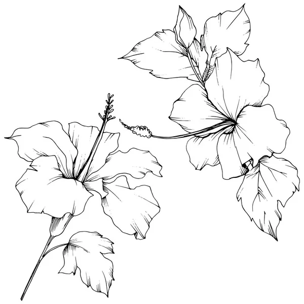 Fiore botanico floreale vettoriale Hibiscus. Inchiostro inciso in bianco e nero art. Elemento di illustrazione isolato dell'ibisco . — Vettoriale Stock