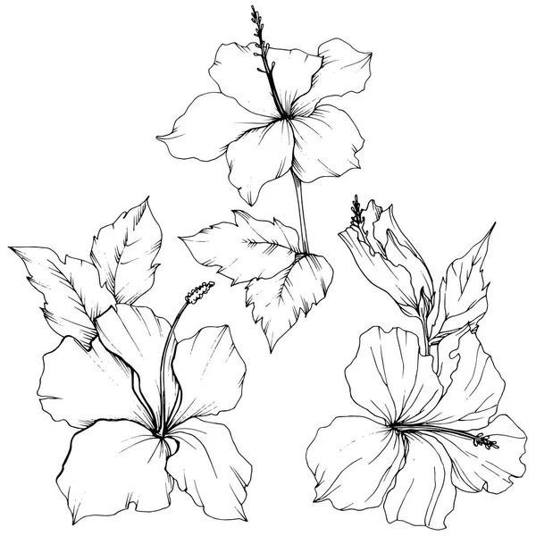 Vector Hibiscus flor botánica floral. Tinta grabada en blanco y negro. Elemento de ilustración de hibisco aislado . — Vector de stock