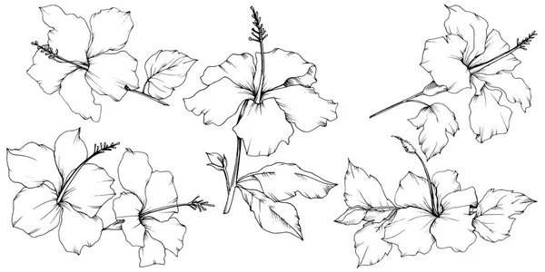 Vector Hibiscus flor botánica floral. Tinta grabada en blanco y negro. Elemento de ilustración de hibisco aislado . — Archivo Imágenes Vectoriales