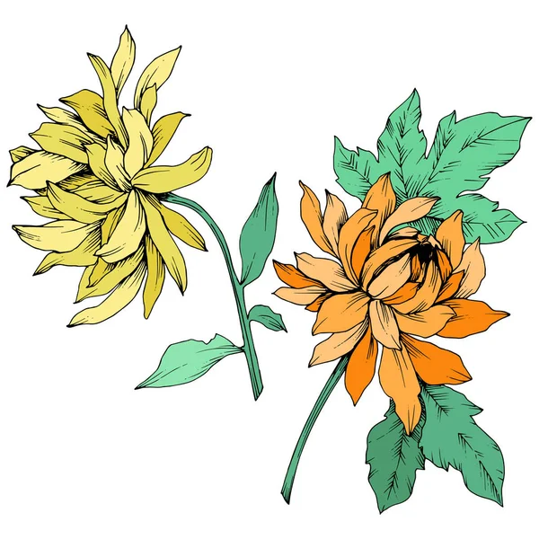 노란색과 오렌지 국화 꽃 식물 꽃 벡터. 새겨진된 잉크 예술입니다. 격리 된 꽃 그림 요소. — 스톡 벡터
