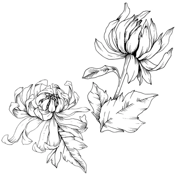 국화 꽃 식물 꽃 벡터. 흑백 잉크 아트를 새겨져 있다. 격리 된 꽃 그림 요소. — 스톡 벡터