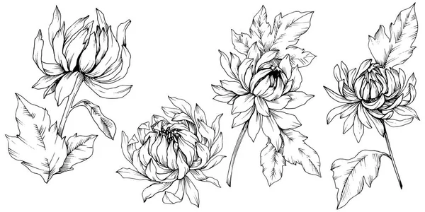Вектор Хризантема цветочные ботанические цветы. Черно-белый рисунок чернил. Изолированный цветочный иллюстрационный элемент . — стоковый вектор